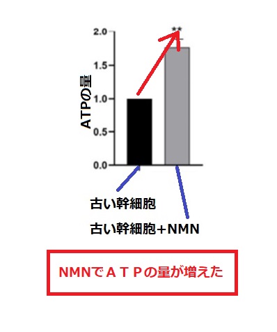 NMNは細胞エネルギーの元（ATP）を増やす