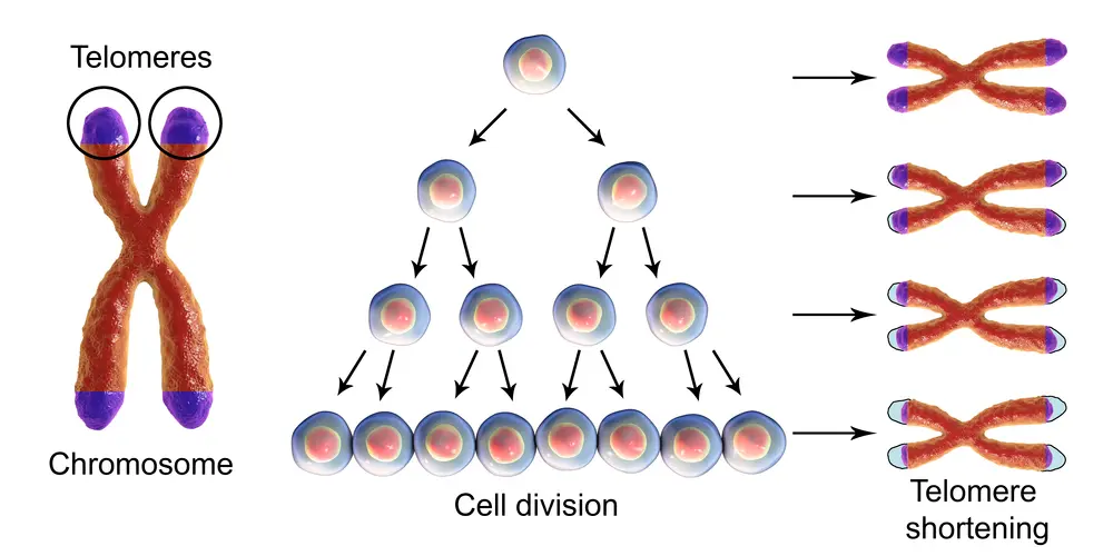 細胞分裂によるテロメアの消滅と加齢