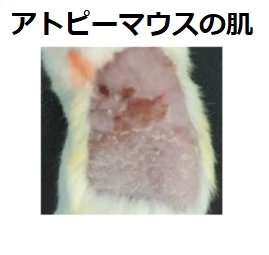 アトピーマウスの肌