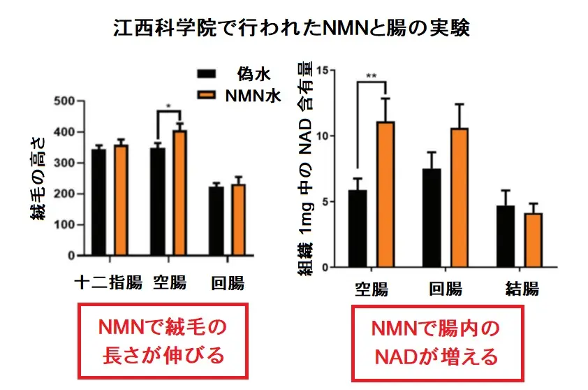 NMNと腸の実験